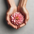 Two hands cupped together, holding a delicate pink dahlia flower with multiple layers