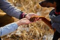Two hands family and dog& x27;s paw- woman, man and doberman Royalty Free Stock Photo