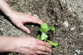 Two hands gardening on the ground planting a small green chard plant Royalty Free Stock Photo