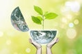 Two hands hold planet earth opening fresh green growth tree. Royalty Free Stock Photo