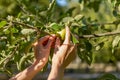 Two hands holding an apple tree brunch collecting green apples Royalty Free Stock Photo