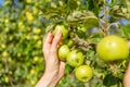 Two hands holding an apple tree brunch collecting green apples Royalty Free Stock Photo