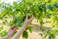 Two hands holding an apple tree brunch collecting green apples Royalty Free Stock Photo