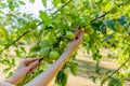 Two hands holding an apple tree brunch collecting green apples Royalty Free Stock Photo