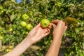 Two hands holding an apple tree brunch collecting green apples Royalty Free Stock Photo