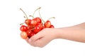 Two hands holding bunch of fresh cherries Royalty Free Stock Photo