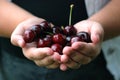 Two hands holding bunch of fresh cherries Royalty Free Stock Photo