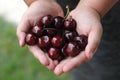 Two hands holding bunch of fresh cherries Royalty Free Stock Photo