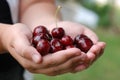 Two hands holding bunch of fresh cherries Royalty Free Stock Photo