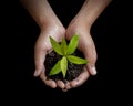 Two hands holding and caring a young green plant tree, save the world concept Royalty Free Stock Photo