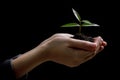 Two hands holding and caring a young green plant tree, save the world concept Royalty Free Stock Photo