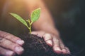 two hands holding and caring a young green plant with warm