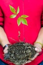 Two hands holding a green young plant Royalty Free Stock Photo