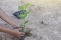 Two hands holding seedlings to plant in ground. Royalty Free Stock Photo
