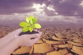 Two hands holding small tree over dry earth with cracked texture Royalty Free Stock Photo