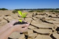 Two hands holding small tree over dry earth with cracked textured Royalty Free Stock Photo