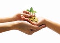 Two hands holding stack of golden coins with small plant growing Royalty Free Stock Photo