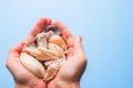 Two hands holding tiny shells on shell beach. B Royalty Free Stock Photo