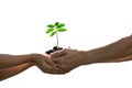 Hands holding together a green young plant Royalty Free Stock Photo