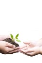 Two hands holding together  young plant isolated on white backgr , Environment Protection For New Generation, World Environment Da Royalty Free Stock Photo