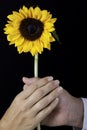 Two hands holding a yellow sunflower