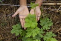 Two hands of the Kids was carrying a bag of potting seedlings or young plant to be planted into the soil on nature background Royalty Free Stock Photo