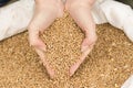 Two hands grasp corn grains out of a grain sack