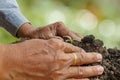 Two hands of a male  is planting seedlings. Royalty Free Stock Photo