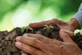 Two hands of a male  is planting seedlings. Royalty Free Stock Photo