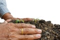 Two hands of a male is planting seedlings, into fertile ground . Royalty Free Stock Photo