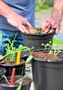 European man planting young sprouts in a flower pot. Outside. Urban gardening. Green fingers. Royalty Free Stock Photo