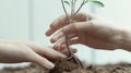 Two hands are planting a tree in the dirt