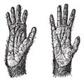 Two hands of Quadrumana primates vintage engraving