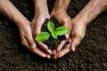 Two hands tenderly cradle a healthy green plant emerging from dark, nutrient-rich soil, symbolizing nurture, growth, and Royalty Free Stock Photo