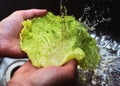 Two hands Washing lettuce in a sink