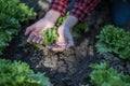 Two hands of woman carefully planting seedlings of salad in fertile soil Royalty Free Stock Photo