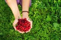 Two hands of woman with ripe cherries on the green background. Royalty Free Stock Photo