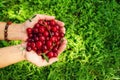 Two hands of woman with ripe cherries on the green background. Royalty Free Stock Photo