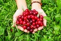 Two hands of woman with ripe cherries on the green grass. Royalty Free Stock Photo