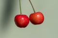 Two hanging Bigarreau Cherries