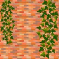 Two hanging ivy bushes on a brick wall Royalty Free Stock Photo