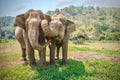 Two happy Asian elephants being affectionate with each other in Thailand. Royalty Free Stock Photo