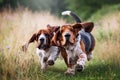 Two happy basset hounds running synchronously across the field