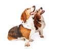 Two Happy Basset Hounds Sitting Together Royalty Free Stock Photo