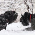 Two happy black long-haired dogs in the snow. The big dog is glad of the snow. A black dog in the snow. Russian black Royalty Free Stock Photo