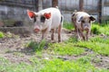 Two happy black spotted piglets running