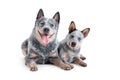 Two happy blue heeler or australian cattle dogs, adult and puppy, isolated Royalty Free Stock Photo