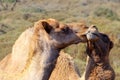 Two happy camels in love outdoors Royalty Free Stock Photo