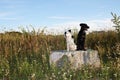 Two happy dogs (2) Royalty Free Stock Photo