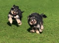 Two happy dogs